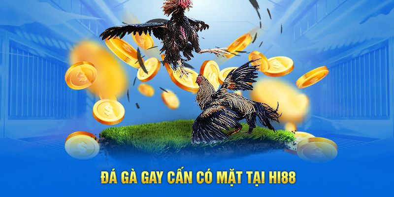Đá gà gay cấn có mặt tại Hi88